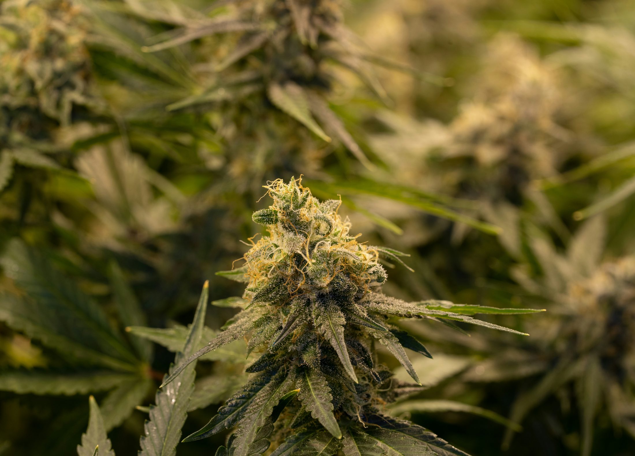 Cannabis-Blüte (Symbolbild)